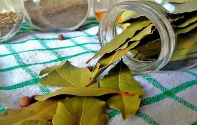 Bay Leaf For Diabetes: మధుమేహాన్ని తరిమి తరిమి కొట్టే బిర్యానీ ఆకు.. కానీ ఇలా మాత్రమే వాడాలి