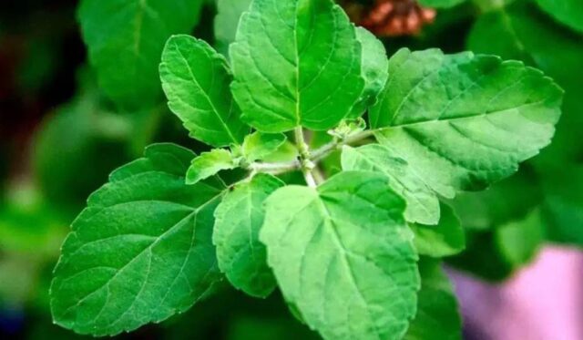 a close up of a plantTulsi : తులసి మొక్కే కదా అని కొట్టి పారేయకండి.. లాభాలు తెలిస్తే షాక్ అవ్వాల్సిందే.